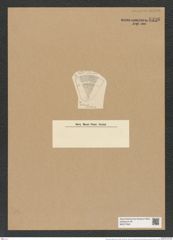 Actinocyclus partitus (Grun.) Rattr. (de-Toni-Nr.: Genus 195, Species 4760) Zeichnungen Sammlung Grunow Nr. 8396 (NHMW-BOT-W0377830)